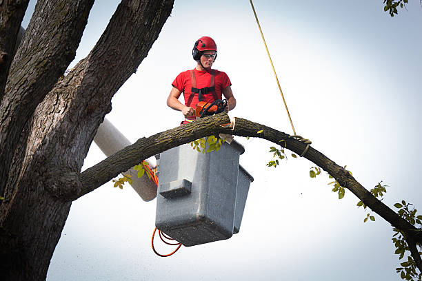 Best Lawn Dethatching Services  in USA